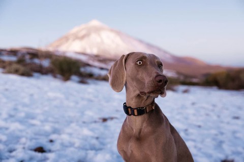 A Weimaraner dog with a watchful expression stands against a backdrop of snow and the majestic El