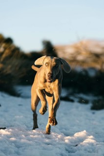 A Weimaraner dog energetically runs through a snowy landscape in El Teide, its grey coat contrasted