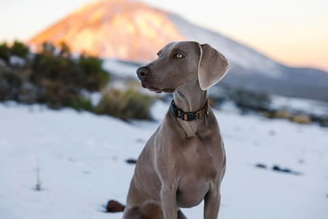 A poised Weimaraner dog stands in a snowy landscape with the warm glow of the setting sun