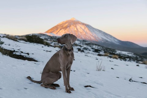 A Weimaraner dog poses in a snowy landscape with the sunlit Mount Teide looming in the background,