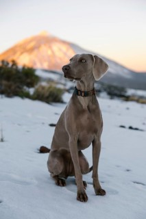 A Weimaraner dog poses in a snowy landscape with the sunlit Mount Teide looming in the background,