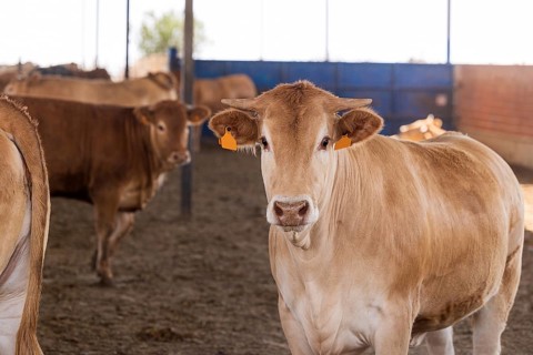 Blonde breed cows of the Rubia Gallega type gather inside a cattle farm, showcasing natural animal