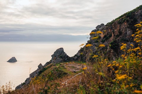 A breathtaking coastal cliff adorned with vibrant yellow wildflowers, overlooking a tranquil sea