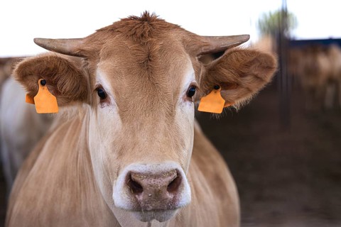 Galician blonde breed cows, known as Rubia Gallega in Spanish, on a sunny day at a cattle farm