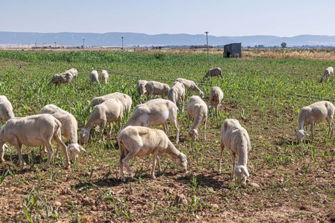 Flock of sheep peacefully grazing on a vibrant farm in Castilla-La Mancha, under the bright summer
