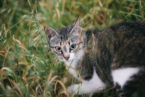 A curious tabby cat with striking blue eyes peeks through tall green grass, intently focused on
