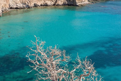 Serene view of the vibrant turquoise waters contrasted with a barren tree and rugged coastline at