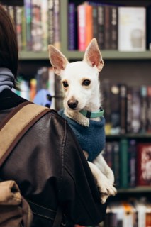 A small white dog wearing a blue sweater is comfortably nestled on the shoulder of his young woman,