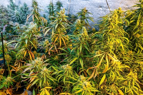 A close-up view of a thriving indoor marijuana plantation with lush green cannabis plants,