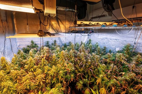 A detailed view of an indoor cannabis plantation, showcasing mature marijuana plants under
