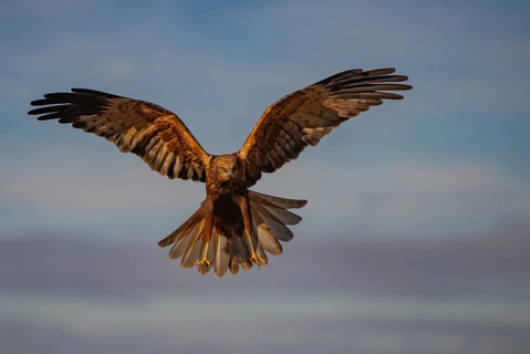A striking image showcasing a majestic eagle in mid-flight with its wings fully spread against a