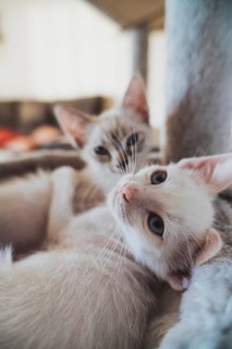 A close-up image capturing the serene bond between two house cats as they relax together in a