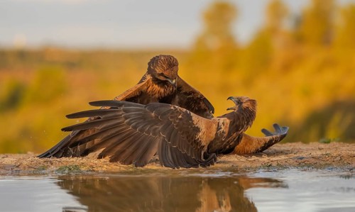 A dynamic scene captures two golden eagles engaged in a territorial battle near a small body of