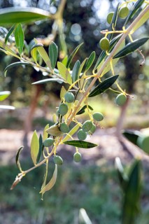 Sunlit close-up of ripe olives hanging from a branch, set against a blurred, sun-dappled background
