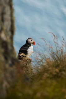 Discover a vibrant puffin, Fratercula arctica, amid Norway's rugged coastal landscape Perfect for