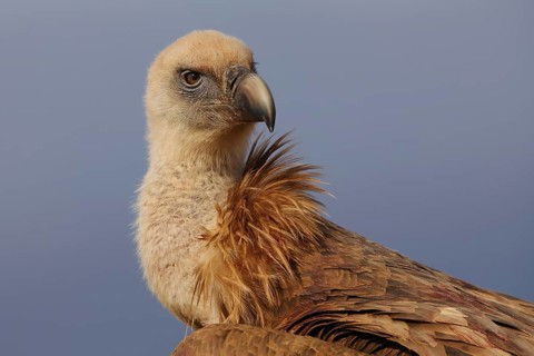 A detailed close-up of a Griffon Vulture, showcasing its piercing eyes and textured plumage with a