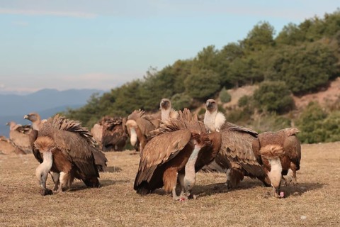 A group of Griffon vultures gathers around carcass remains in a nature reserve, backdropped by