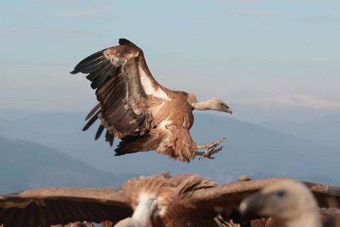 A Griffon vulture prepares to land, wings beautifully extended near a flock of Vultures, with a