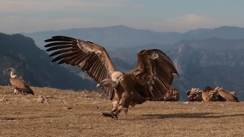 A powerful Griffon vulture descends onto a rocky mountain top, its massive wings fully extended