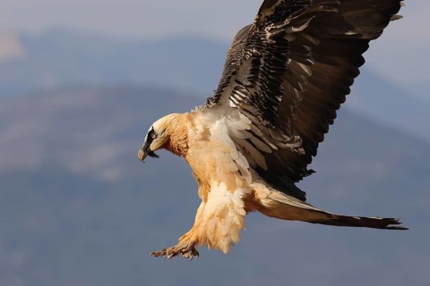 A bearded vulture soars majestically over the Pyrenees. With wings spread wide, the bird showcases