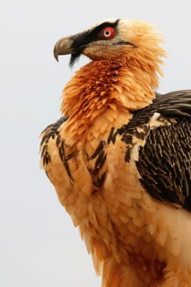 A bearded vulture stands tall, displaying its rich golden plumage, piercing red eyes, and signature