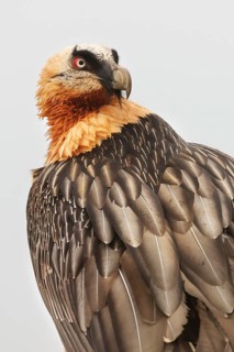 A bearded vulture gazes intently, showcasing its piercing red eyes and intricate feather patterns.