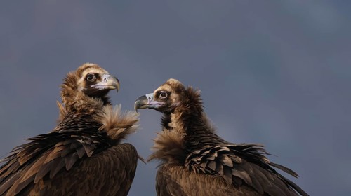 A close-up image capturing two cinereous vultures engaged in a social interaction, set against a