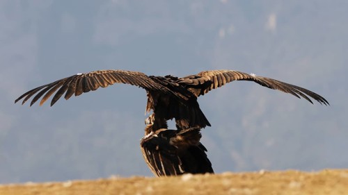 A majestic pair of cinereous vultures displays their wide wingspan against a clear blue sky,