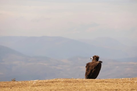 A solitary Cinereous vulture stands majestically on a grassy hill, overlooking vast mountain ranges