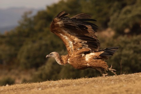 A majestic Griffon vulture prepares for flight, spreading its broad wings against a backdrop of