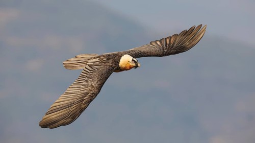 A bearded vulture soars gracefully against a clear Pyrenees backdrop. Its wings fully extended,