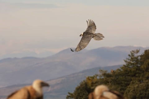 A majestic bearded vulture soars over the picturesque Pyrenees mountains. The landscape showcases
