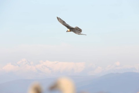 A bearded vulture soars gracefully against the backdrop of the stunning Pyrenees. Its powerful