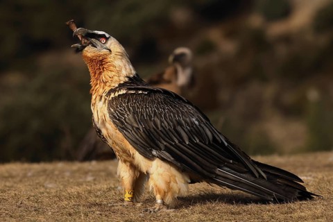 A bearded vulture stands proudly with a bone in its beak, showcasing its specialized diet. Its