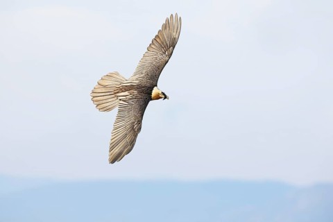 A bearded vulture glides gracefully over the Pyrenees, showcasing its impressive wingspan. This