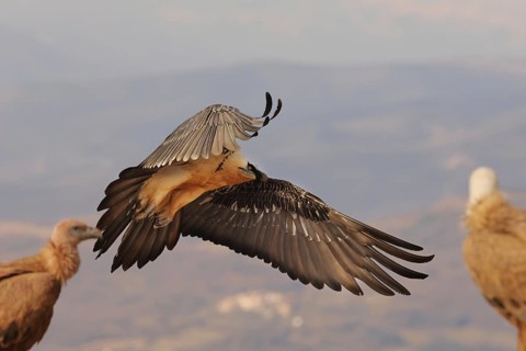 A magnificent bearded vulture with distinctive plumage glides gracefully over the Pyrenees