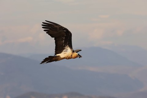 A bearded vulture soars majestically above the scenic Pyrenees. The vast landscape below highlights