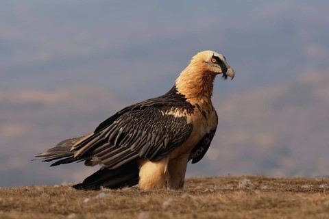 A bearded vulture, known for its striking appearance, stands majestically in the Pyrenees. This