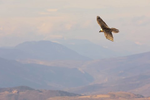 A bearded vulture soars gracefully above the stunning Pyrenees landscape. The vast mountain range