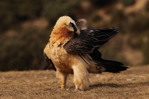 A bearded vulture meticulously preens its feathers, displaying its striking plumage and intense red
