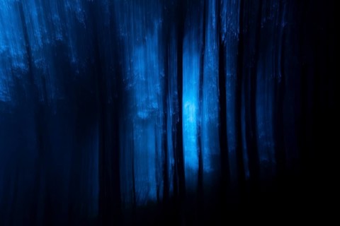 Enchanting blue tinged forest image featuring tall trees and ethereal light creating a mystical