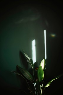A beautiful green plant illuminated by soft light stands against a dark wall, creating a serene and