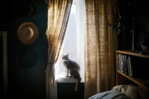 A serene gray cat sits on a window sill, enveloped in gentle sunlight. The room features warm
