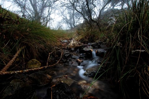 A serene forest stream flows over rocks amidst lush greenery under a misty sky. Bare trees loom in
