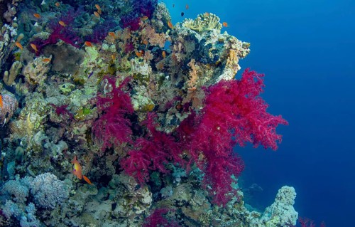 A vivid underwater seascape showcasing a coral reef adorned with pink algae, teeming with colorful
