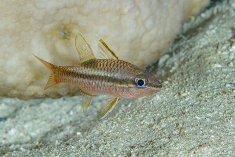 A vivid Capricorn Cardinalfish (Ostorhinchus capricornis) glides over sandy seabed, its scales