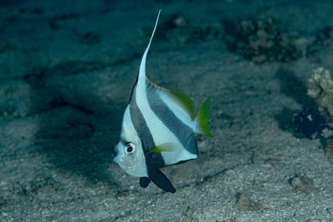 A solitary Schooling Bannerfish (Heniochus diphreutes) showcased against a textured sandy bottom,