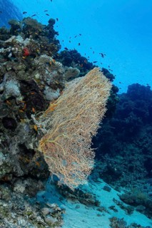 A vivid underwater scene showing the Sea Goldie (Pseudanthias squamipinnis) among schools of fish