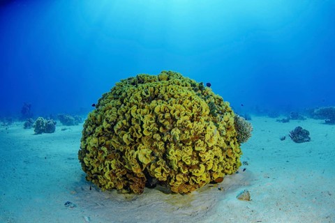 A stunning underwater shot capturing a large, vibrant coral formation basking under the luminous