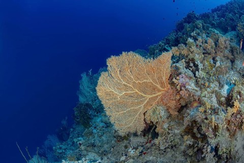 A breathtaking underwater scene featuring a large seafan amidst a dense coral reef, teeming with